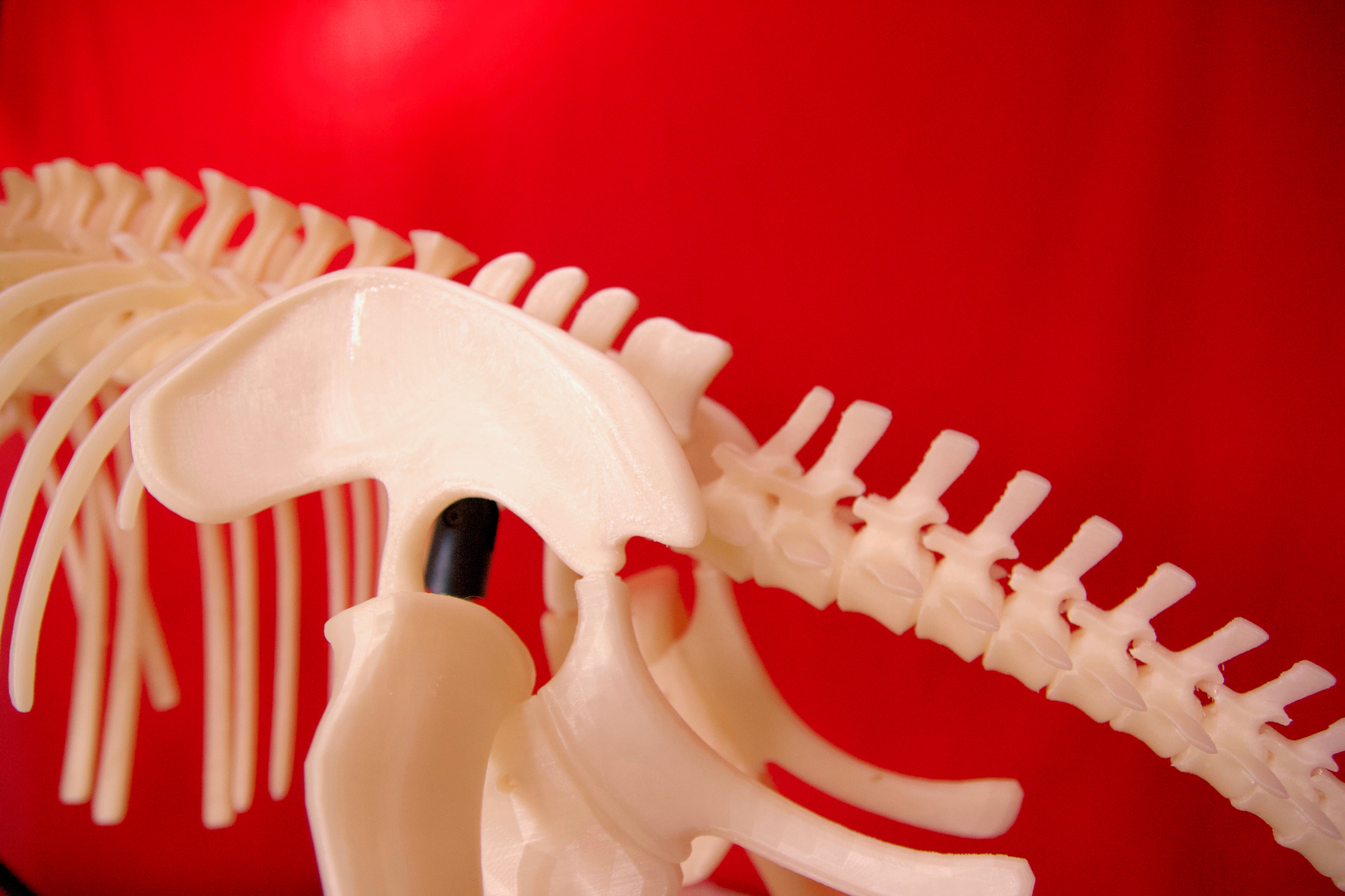 a brachiosaurus skeleton entirely made with our PLA/PHA Natural closeup - a brachiosaurus skeleton entirely made with our PLA/PHA Natural