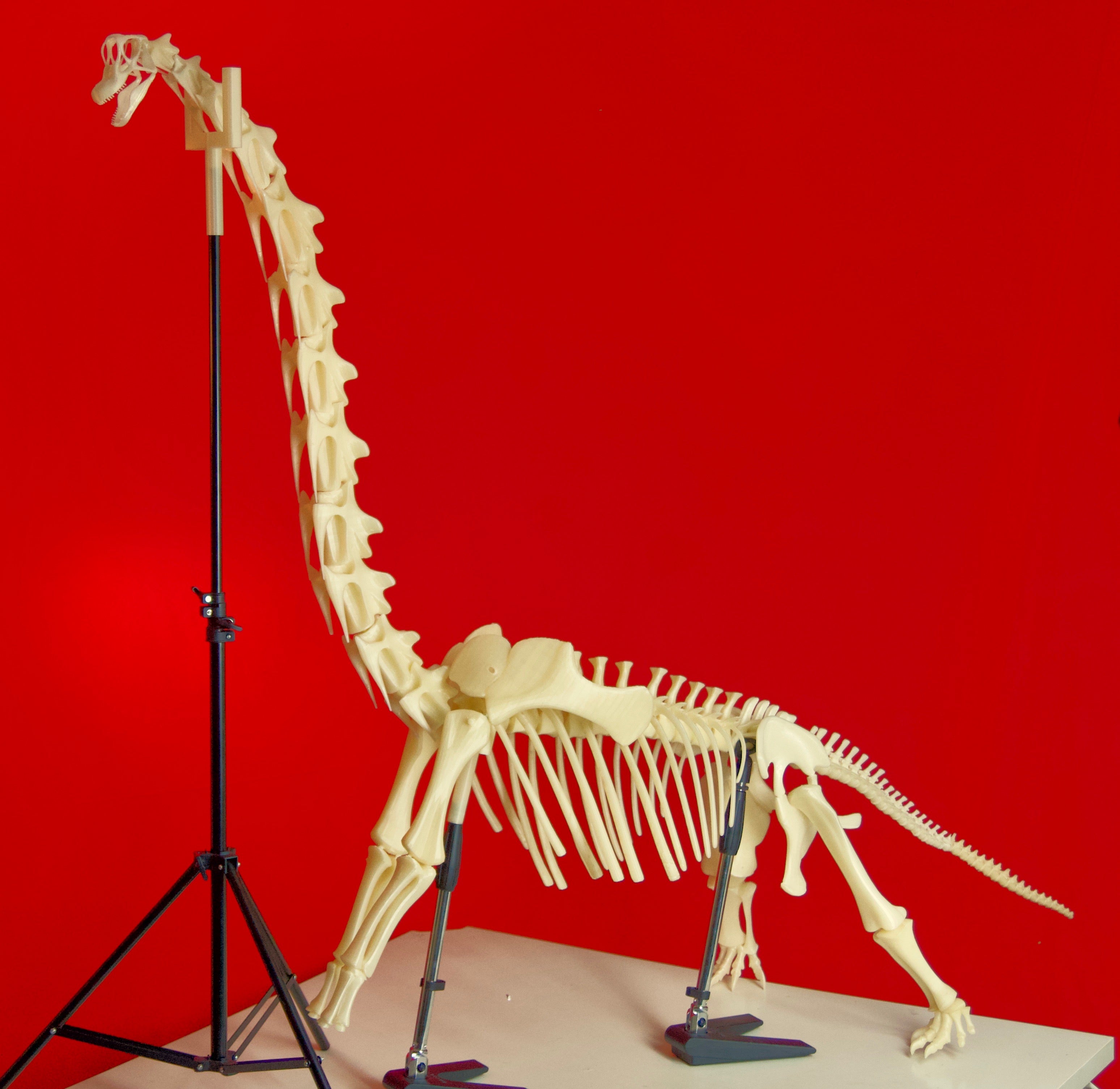 a brachiosaurus skeleton entirely made with our PLA/PHA Natural a brachiosaurus skeleton entirely made with our PLA/PHA Natural